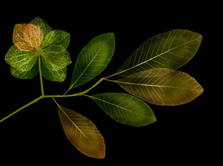 branch with leaves with texture veins