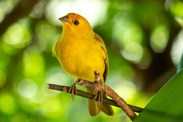 Atlantic Canary, a small Brazilian wild bird. The yellow canary Crithagra flaviventris is a small passerine bird in the finch family. 