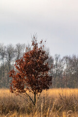 A tree with multicolored leaves in the park. Autumn feeling, background, texture, nature. Brown golden colours