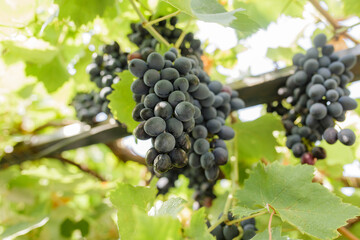 Red grapes ready to be harvested at a vineyard