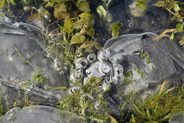 Frozen puddle: closeup of the ice and the grass - obrazy, fototapety, plakaty