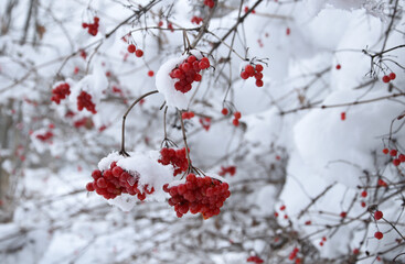 Red fruits of the guelder rose in the winter
