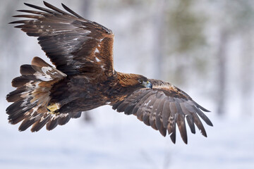 Golden eagle (Aquila chrysaetos)
