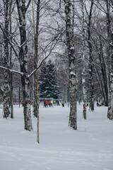 Winter forest covered with snow.