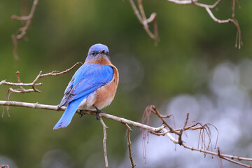 Adult male eastern bluebird perched on tree in spring with blurry background on a sunny day. 