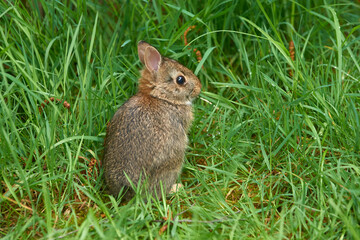 Wild baby rabbit on the green grass in spring.