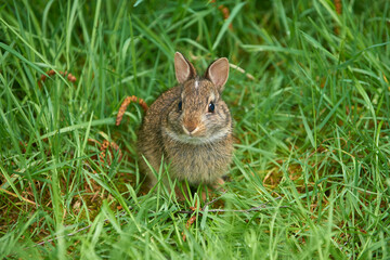Naklejka na ściany i meble Wild baby rabbit on the green grass in spring.