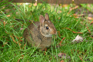 Wild baby rabbit on the green grass in spring.