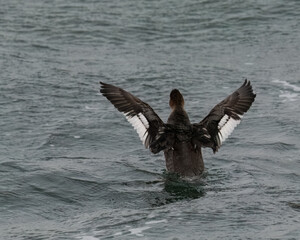 A female red breasted merganser with wings spread from behind.