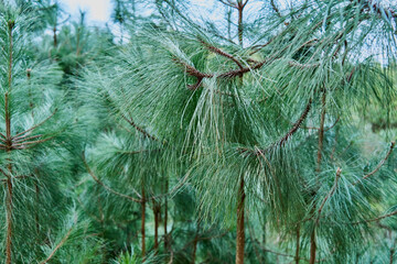 close up of pine needles