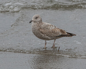 An immature herring gull at the water.
