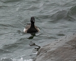 Brant or Brent goose in the water.
