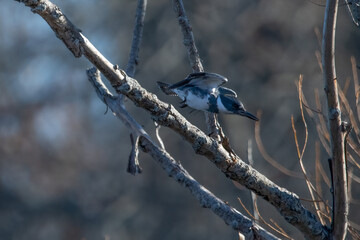 A male belted kingfisher just after taking flight from tree branch.