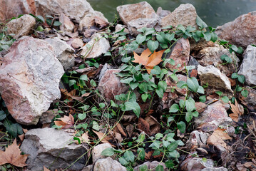 Rock, stones nature background with branches with leaves