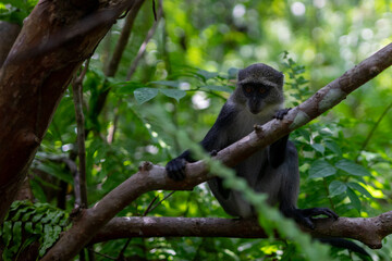 Jozani Forest is a nature reserve that houses endemic monkeys. It's a unique opportunity to observe these animals in their natural habitat.