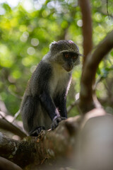 Jozani Forest is a nature reserve that houses endemic monkeys. It's a unique opportunity to observe these animals in their natural habitat.
