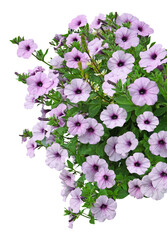 Surfinias mauves © hcast