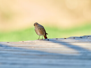 Black redstart bird. Phoenicurus ochruros.