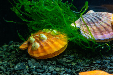 Bivalve mollusk with orange valves Smooth Scallop (Flexopecten glaber ponticus), Black Sea