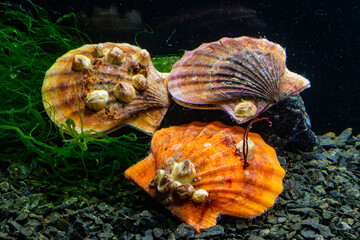 Bivalve mollusk with orange valves Smooth Scallop (Flexopecten glaber ponticus), Black Sea