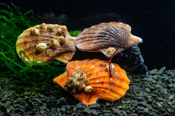 Bivalve mollusk with orange valves Smooth Scallop (Flexopecten glaber ponticus), Black Sea