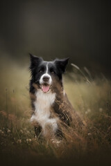 Fototapeta premium Border collie dog on summer 
