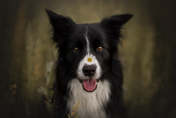 Border collie dog on summer playing with camomile