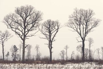 Tall Bare Tree Silhouettes at the Edge of a Forest on a Foggy Winter Morning — with available space for copy-paste