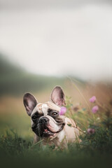 French bulldog puppy under the sun rays on summer 