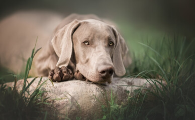 Portrait of a Weimaraner dog for advertising on the nature