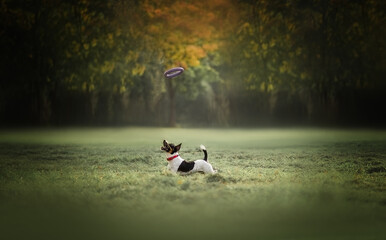 Jack russell terrier running and playing puller