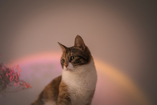 Portrait Of A Cat In Pink Aesthetic With Sunset Lamp