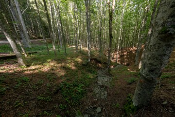 Natural landscape within the forest