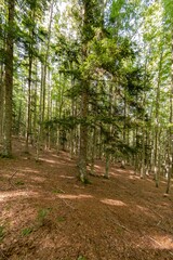 Fototapeta premium Natural landscape within the forest