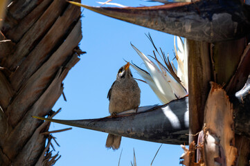 Australian Noisy Miner (Manorina melanocephala)
