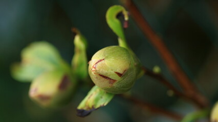 zielone pączki kwiatu piwonii 