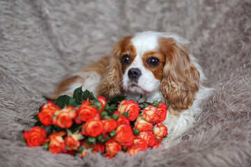 dog cavalier king charles spaniel bleynhem lies on the floor with tea roses flowers....