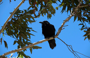 Australian Raven (Corvus coronoides)