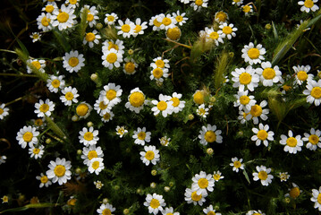 clump of daisies in the field