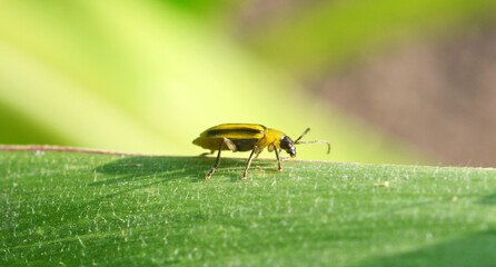 On the plant Western corn beetle
