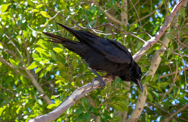 Australian Raven (Corvus coronoides)