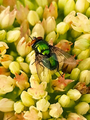 Green blowfly on a flower close-up