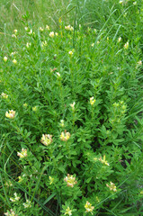 In spring Chamaecytisus blooms in nature