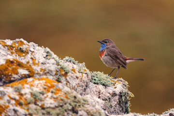 Bluethroat, Luscinia Svecica