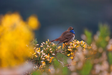 Bluethroat, Luscinia Svecica