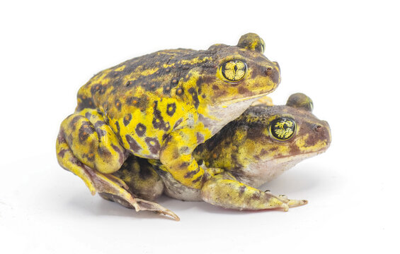 eastern spadefoot toad or frog - Scaphiopus holbrookii  - mating pair male and female in amplexus Isolated on white background