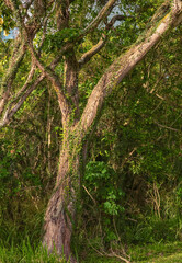 Invasive Parasite Vines Encroaching on a Sandalwood Tree in the Honolulu Rainforest.