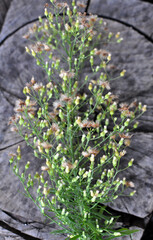 Erigeron canadensis grows in nature