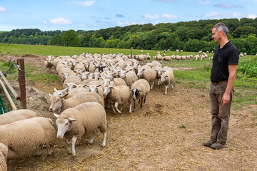 Rentrée des brebis à la bergerie par l'éleveur. Race Romane et Ile de France