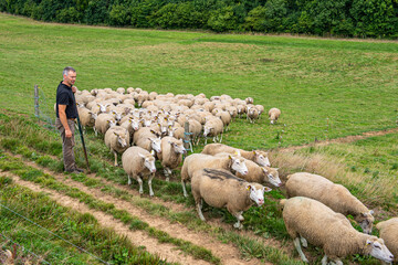 Rentrée des brebis à la bergerie par l'éleveur. Race Romane et Ile de France